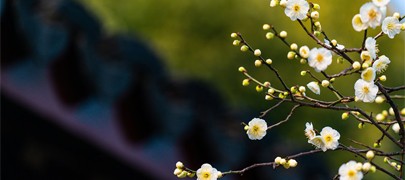 吸天地之靈氣，取日月之精華|四季花凝露，以花養(yǎng)容，人比花艷